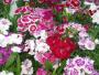 Seminte profesionale Dianthus hybrid - Garofite de gradina - imagine 49017